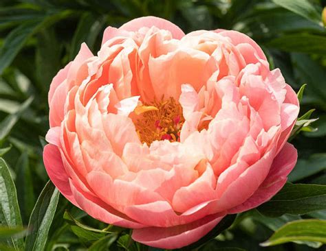 Peony Coral Charm Covilles Greenhouses