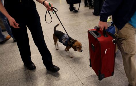 Beagle Sniffs Out Airport Trouble