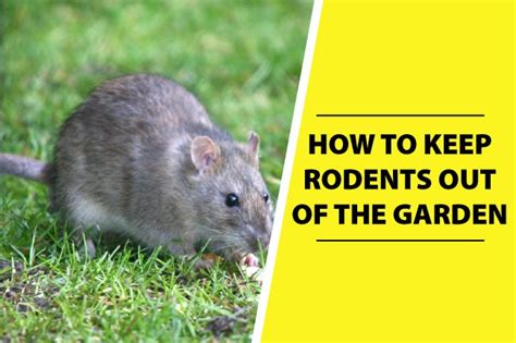 How To Keep Rodents Out Of Garden New Urban Habitat Simple Healthy