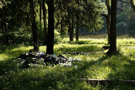 Estonian State Forest Manager Says Forest Litter Problem Not Easing