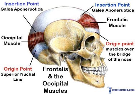 The Frontalis And The Occipital Muscles Anatomy Head And Neck