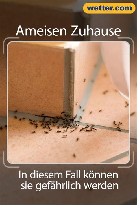 Was hilft gegen ameisen im haus oder in der wohnung? Im Sommer kommt es oft dazu, dass man Ameisen im Haus ...
