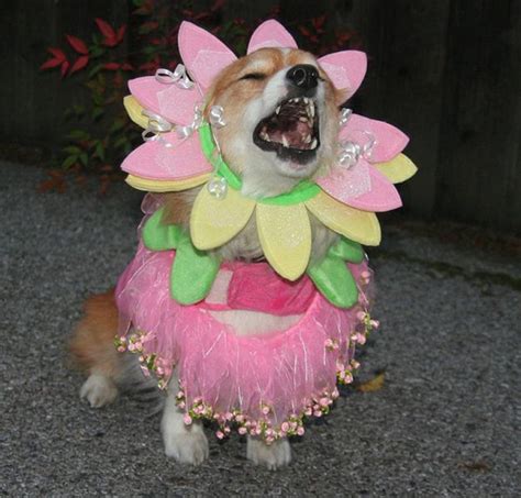 Just corgi puppies 2020 wall calendar (dog breed calendar). The Only Cute Corgi Halloween Costume Post (90 pics ...