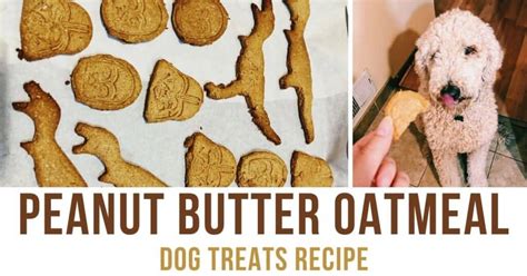 Homemade Peanut Butter Oatmeal Dog Treats Recipe Quick And Easy