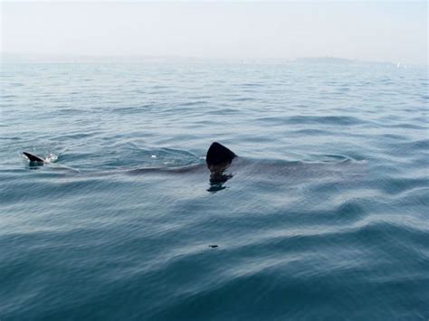 Basking Shark Cornwall Guide Images