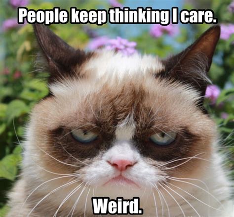 Top 22 Grumpy Cat Memes People Grumpy Cat Humor Grumpy Cat Funny Cat Memes
