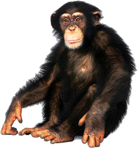 Monkey Png Image Free Logo Image