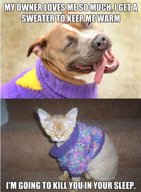The Difference Between Dogs And Cats Dogs Will Wear All