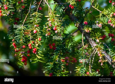 taxus cuspidata the japanese yew or spreading yew a coniferous tree beautiful red berries in