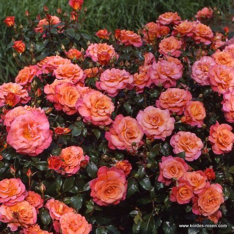 The kordes rose breeding program is one of the largest in the world delivering extensive 7 year testing on their seedlings. 60 { KORDES ROSES} ideas | rose, plants, flowers