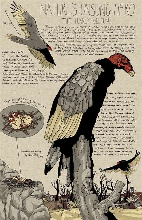 The Turkey Vulture | Vulture culture, Culture art, Vulture