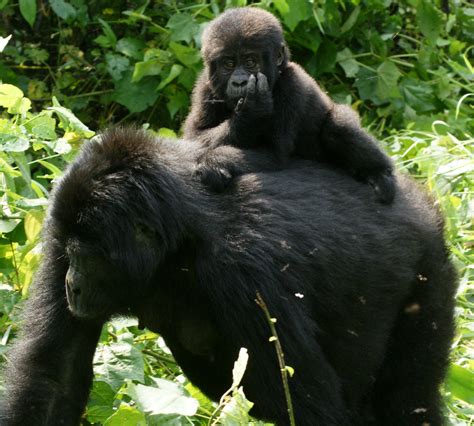 El gorila de montaña (gorilla beringei beringei)2 es una de las dos subespecies de gorila las relaciones sociales entre gorilas de montaña se ven afectadas por el tamaño del grupo del que. File:Gorillas in Uganda-3, by Fiver Löcker.jpg - Wikimedia ...