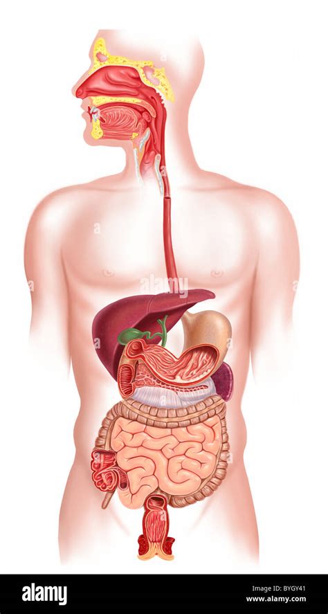 Digestive System Diagram Hi Res Stock Photography And Images Alamy