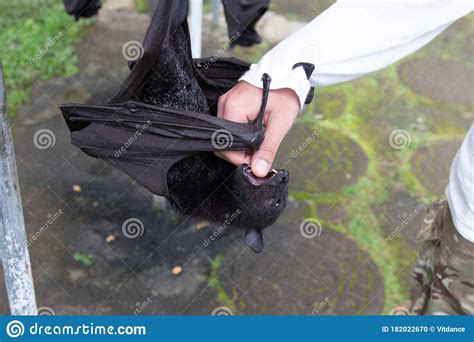 A Flying Fox Wants To Bite A Mans Hand Stock Photo Image Of Animal