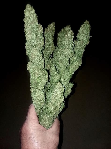 Un Trimmed Blue Dream Buds Rcannabiscultivation