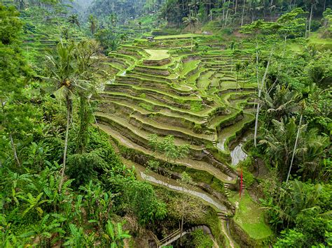 Aerial View Of Rice Terraces In Tegallalang Bali Indonesia By