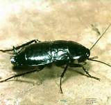 Images of Cockroach Water Bug