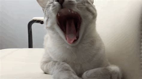 Cat Yawn Cat Yawning Yawning Cats