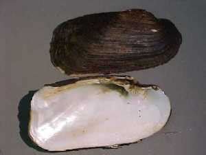 Blue mussels can be found in the northern pacific along north america and in the northern blue mussels are an intertidal species, which means they have to deal with periodic exposure to air once the mussel larvae are old enough they settle to the bottom and search for rocky substrate to attach to. Feature Creatures | Creek Connections | Allegheny College