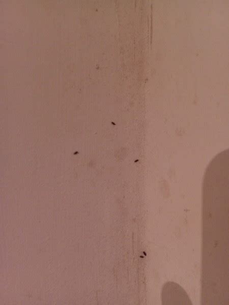 Maybe you would like to learn more about one of these? Identifying Small Black Bugs? | ThriftyFun