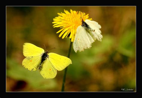 1 „schmetterling, du kleines ding… 09.03. Schmetterling du kleines Ding... Foto & Bild | tiere ...