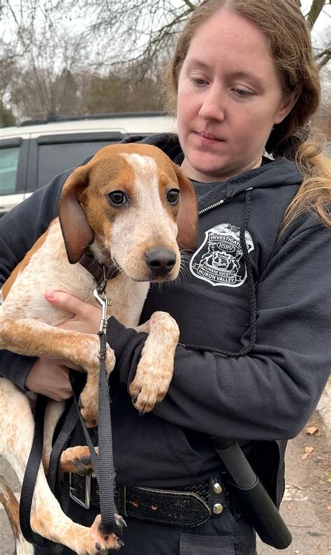 Abandoned puppy rescued by Washtenaw County shelter - mlive.com