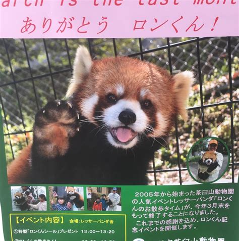 Please Follow Iloveredpandas Cutie Welcomes You To The Zoo Redpanda