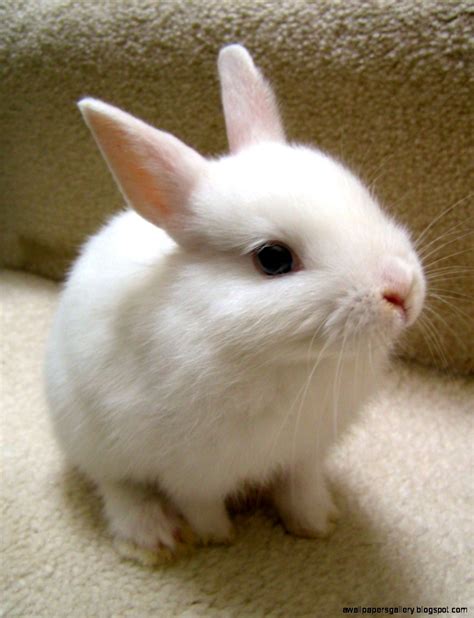 Cute White Baby Bunnies Wallpapers Gallery