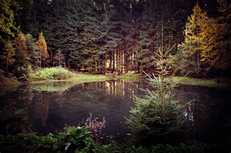 Wallpaper Sunlight Landscape Forest Lake Nature Reflection