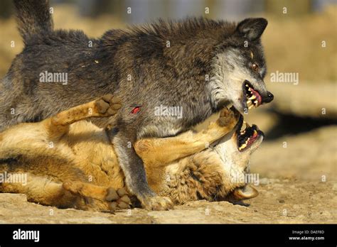 European Gray Wolf Canis Lupus Lupus Wolves Battle In The Mating