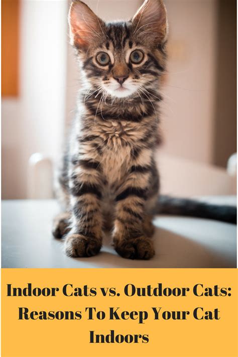 Indoor Cats Vs Outdoor Cats Top Reasons To Keep Your Cat Inside