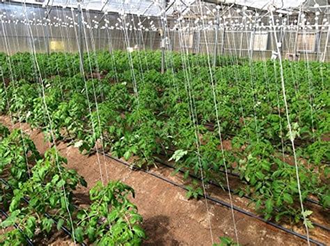 Growbiggerplants Rollerhook Tomato And Vine Crop Trellis Ebook