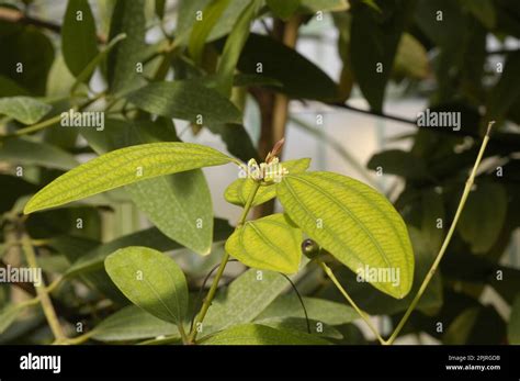 Ceylon Cinnamon Tree Stock Photo Alamy
