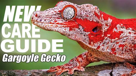 Gargoyle Gecko Care And Setup The Ultimate Guide Youtube