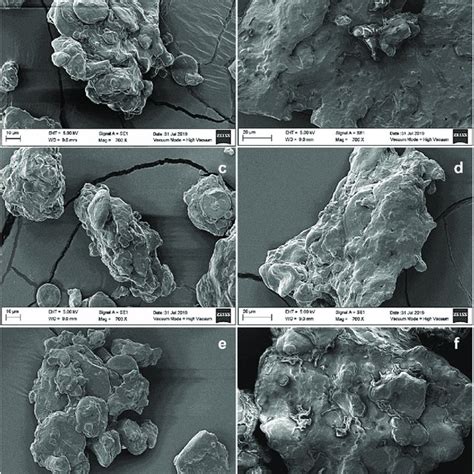 Scanning Electron Micrograph Of Hot Press Tortillas Produced With Download Scientific Diagram