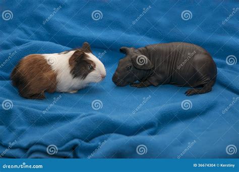 Skinny Pig Stock Photo Image Of Animal Rodent Hairless 36674304