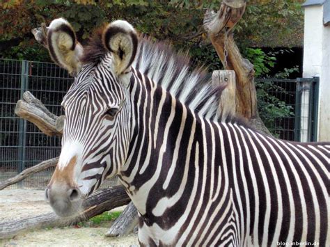 Check all three parts of it: Immer einen Besuch wert - der Berliner Zoo - Blog@inBerlin