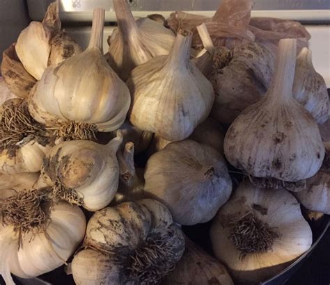 How To Grow Garlic This Fall - Simple Methods To A Great Crop