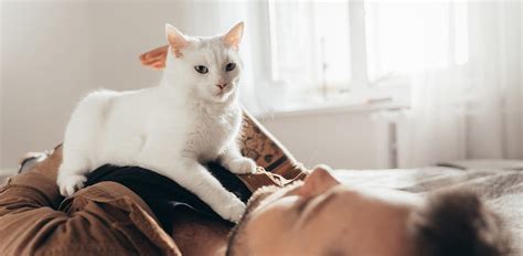 Why Do Cats Knead Here Are 6 Reasons The Vets