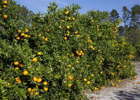 Promising Advancements In Biocontrol Treatment That Slows Citrus