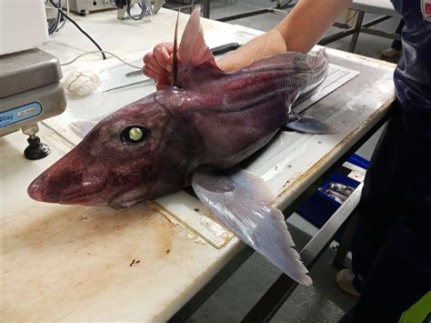 Oceaniasharks On Twitter Out Last Week New Ghost Shark Paper By