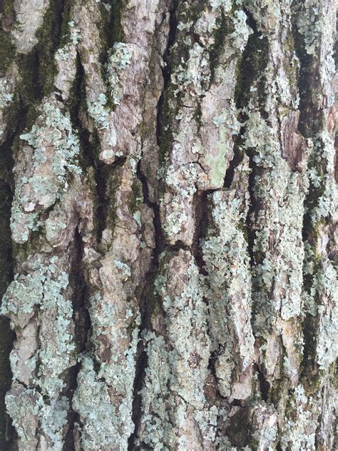 Red Oak Tree Bark Good Here Diary Fonction