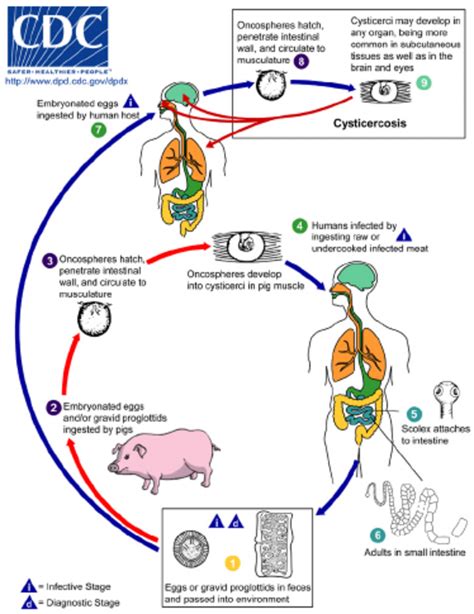 Life Cycle Of Taenia Solium Cysticercosis Source Cdc Dpdx