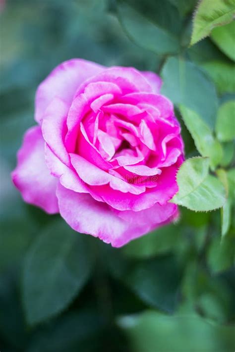 Large Pink Rose With Leaves Stock Photo Image Of Bloom Decor 118756584