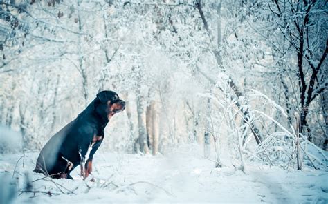 Dog Winter Each Wallpapers Hd Desktop And Mobile Backgrounds