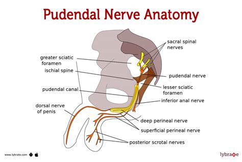 Fascicular Anatomy And Surgical Access Of The Human Pudendal Nerve My