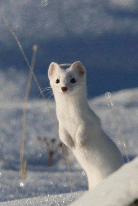 Snow Weasel Checking Scenery Wildlife Animals Beautiful Cute