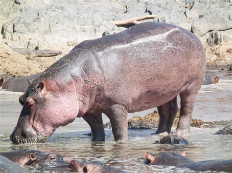 Hippopotamus Facts Hippo Sweat And A Natural Sunscreen Owlcation