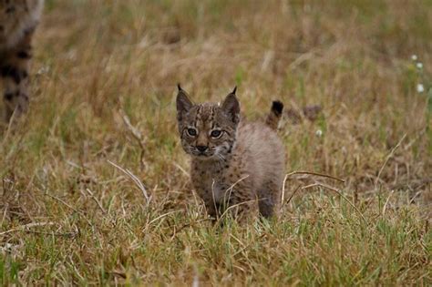 Anyone else panic that it was christmas day for a second when they saw lynx africa trending? Iberian Lynx | Coniferous Forest