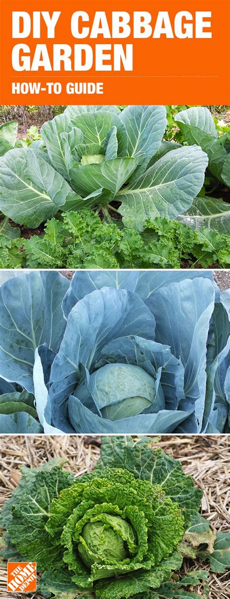 Cabbage can survive in cold weather; Get Growing Cabbage and Collard Greens | Container ...